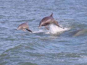 Two dolphins leap joyfully out of the water, showcasing their playful nature in a beautiful marine setting — a stunning wildlife moment.