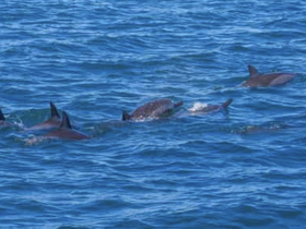 Charter Image