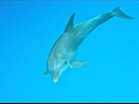 A stunning close-up of a dolphin swimming gracefully in clear blue waters, showcasing the beauty of marine wildlife.