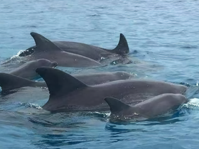 A captivating view of a pod of dolphins swimming gracefully in clear blue waters, showcasing the beauty of marine wildlife.