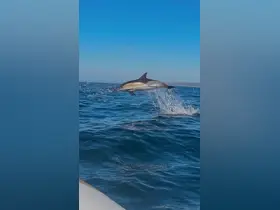 A stunning capture of a dolphin leaping out of the water, showcasing the beauty of marine wildlife in its natural habitat.