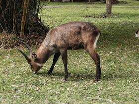 A close-up of a grazing animal in a natural setting, showcasing its unique features and habitat.