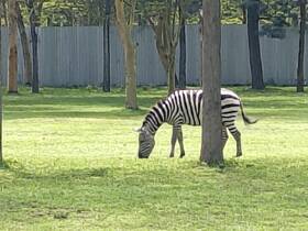 A zebra grazes peacefully in a lush green setting, showcasing its striking black and white stripes in a serene wildlife environment.