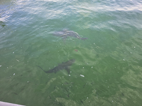 Two sharks swim gracefully beneath the surface of the water, showcasing the vibrant marine life in the area — a thrilling sight for any ocean enthusiast.