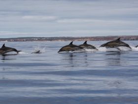 A stunning capture of dolphins swimming gracefully through calm waters, showcasing the beauty of marine wildlife in their natural habitat.