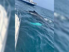 A majestic whale swims near a boat while another vessel, the Dolphin IX, carries excited passengers observing this incredible wildlife encounter.
