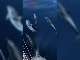 A stunning view of dolphins swimming gracefully in the ocean during sunset, showcasing the beauty of marine wildlife during a sailing adventure.