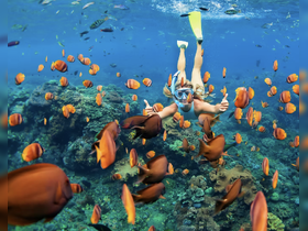 A snorkeler interacts with vibrant fish while exploring a coral reef, showcasing the beauty of underwater wildlife and marine life adventures.