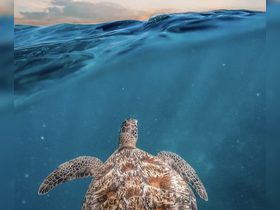 A stunning close-up of a turtle swimming gracefully beneath the surface, showcasing the beauty of marine wildlife in its natural habitat.