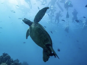 A majestic turtle glides through clear waters while snorkelers explore the vibrant underwater world — a captivating wildlife encounter perfect for marine enthusiasts.