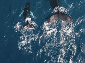 A stunning aerial view of two majestic whales swimming gracefully through the deep blue ocean, showcasing the beauty of marine wildlife.