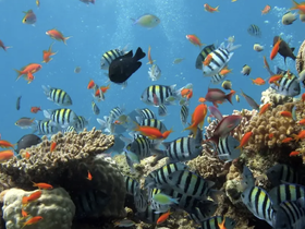 A vibrant underwater scene showcasing a variety of colorful fish swimming around coral reefs — a stunning glimpse into marine life.