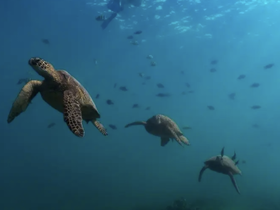 A stunning underwater scene featuring multiple sea turtles swimming gracefully among colorful fish, showcasing the beauty of marine wildlife.