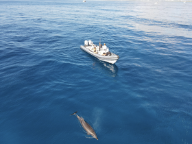 A dolphin swims alongside a boat, showcasing a beautiful moment of wildlife interaction in crystal-clear waters — perfect for marine adventure enthusiasts.