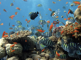 A vibrant underwater scene showcasing a variety of colorful fish swimming among coral reefs — a stunning glimpse into marine wildlife.
