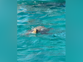 A serene close-up of a turtle swimming in crystal-clear turquoise waters, showcasing the beauty of marine wildlife.