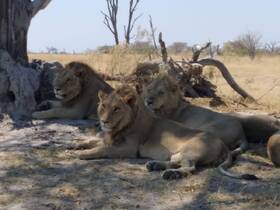 A serene moment captured with three lions resting under a tree in their natural habitat, showcasing the beauty of wildlife in the wild.