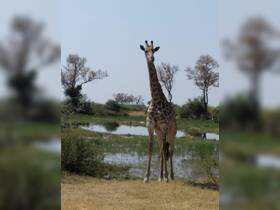 A majestic giraffe stands gracefully in a natural setting, showcasing the beauty of wildlife in its habitat.