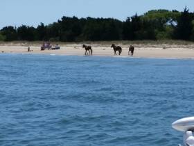Wild horses roam along the beach while beachgoers enjoy the sun, creating a unique coastal scene.