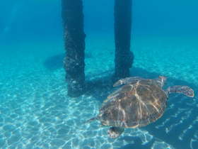 A beautiful sea turtle glides gracefully underwater, showcasing the vibrant marine life and crystal-clear waters — a perfect representation of ocean wildlife encounters.