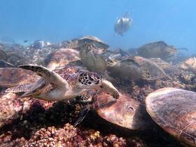 A captivating underwater scene featuring a group of sea turtles swimming gracefully over a vibrant coral reef — a stunning display of marine wildlife.