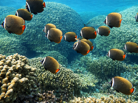 A vibrant school of fish swims gracefully above a colorful coral reef, showcasing the beauty of underwater marine life.