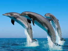 A stunning capture of dolphins leaping out of the water, showcasing their playful nature in a vibrant marine setting.