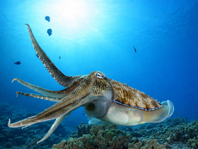 A stunning close-up of an octopus gliding through vibrant coral reefs, showcasing the beauty of underwater wildlife.
