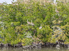 A serene scene featuring pelicans perched among lush mangrove foliage, showcasing the beauty of wildlife in their natural habitat.