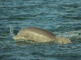 A close-up shot of a dolphin swimming gracefully through the water, showcasing the beauty of marine wildlife.