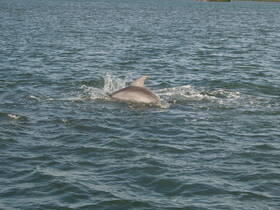 A dolphin gracefully swims through the water, showcasing the beauty of marine wildlife in its natural habitat.