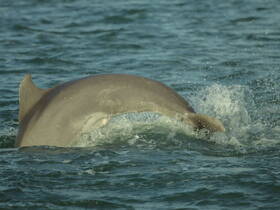 A stunning close-up of a dolphin swimming in the ocean, showcasing the beauty of marine wildlife in their natural habitat.