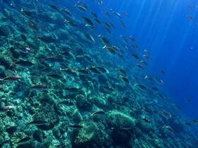 A vibrant underwater scene showcasing a school of fish swimming over a coral reef, highlighting the beauty of marine life in crystal-clear waters.