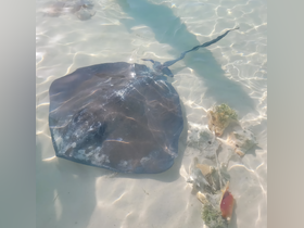 A serene underwater shot of a stingray gliding over the sandy seabed, showcasing the beauty of marine wildlife in its natural habitat.