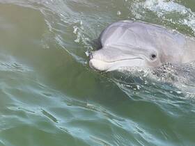A close-up shot of a dolphin swimming gracefully in clear waters, showcasing the beauty of marine wildlife.