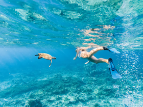A swimmer interacts with a sea turtle in crystal-clear waters, showcasing a beautiful underwater wildlife experience perfect for snorkeling adventures.