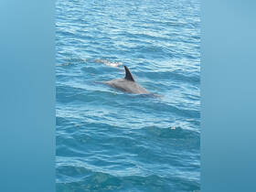 A dolphin gracefully swims through the clear blue waters, showcasing the beauty of marine wildlife encounters.