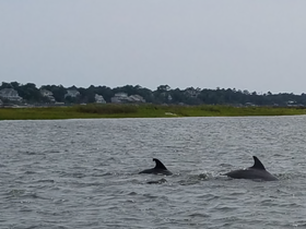 Two dolphins swim gracefully in the water, showcasing the beauty of marine wildlife in their natural habitat.