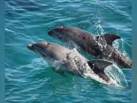 Two dolphins leap gracefully through the clear turquoise waters, showcasing the beauty of marine wildlife in their natural habitat.