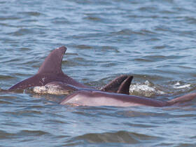 A captivating close-up of dolphins swimming in the water, showcasing their playful nature and beauty in the wild.