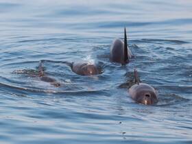 A captivating view of dolphins swimming gracefully in the water, showcasing the beauty of marine wildlife in their natural habitat.