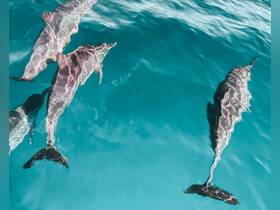 A captivating view of dolphins swimming gracefully in crystal-clear waters, showcasing the beauty of marine wildlife.