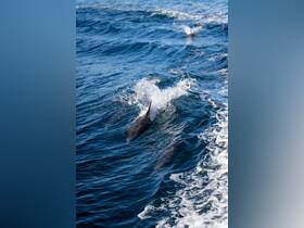 Dolphins swim gracefully through the waves, showcasing their playful nature in the open sea — a captivating moment for wildlife enthusiasts.
