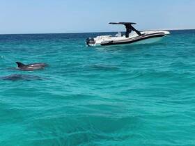 A stunning view of dolphins swimming in crystal-clear waters, showcasing the beauty of marine wildlife encounters while boating.