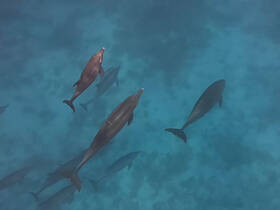A captivating underwater view of dolphins swimming gracefully in crystal-clear waters, showcasing the beauty of marine wildlife.