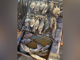 A fresh catch of fish displayed on a grill and in a tray, perfect for a delicious seafood feast on board. Ideal for fishing enthusiasts and culinary adventures at sea.