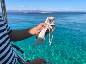 A close-up of a person holding a freshly caught squid against a stunning turquoise backdrop — a perfect moment for fishing enthusiasts enjoying the marine life.
