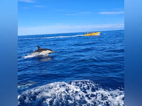 A playful dolphin leaps from the water near a boat full of excited guests, showcasing the thrill of wildlife encounters on the open sea.