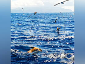 A stunning scene of various birds soaring above the sparkling ocean, capturing the beauty of marine wildlife in its natural habitat.