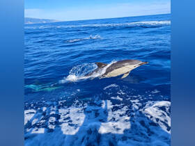 A playful dolphin leaps from the vibrant blue waters, showcasing the beauty of marine wildlife — a captivating moment for nature lovers and ocean enthusiasts.